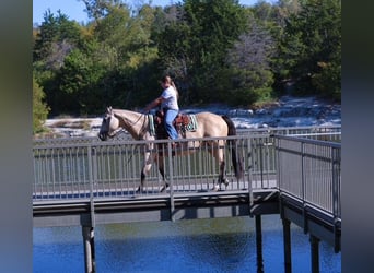 American Quarter Horse, Giumenta, 8 Anni, 150 cm, Pelle di daino