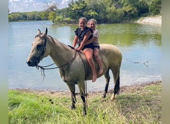 American Quarter Horse, Giumenta, 8 Anni, 150 cm, Pelle di daino