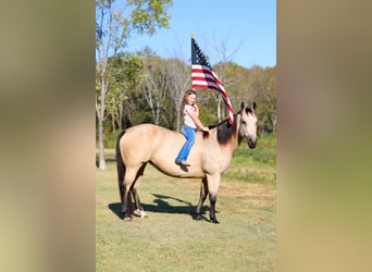 American Quarter Horse, Giumenta, 8 Anni, 150 cm, Pelle di daino