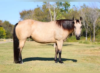 American Quarter Horse, Giumenta, 8 Anni, 150 cm, Pelle di daino