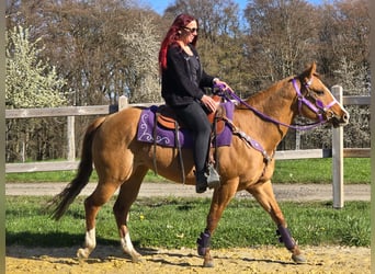 American Quarter Horse, Giumenta, 8 Anni, 150 cm, Red dun