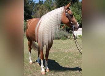 American Quarter Horse, Giumenta, 8 Anni, 151 cm, Palomino