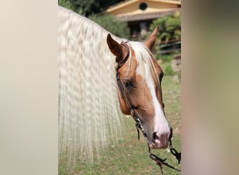 American Quarter Horse, Giumenta, 8 Anni, 151 cm, Palomino