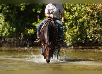 American Quarter Horse, Giumenta, 8 Anni, 152 cm, Baio ciliegia