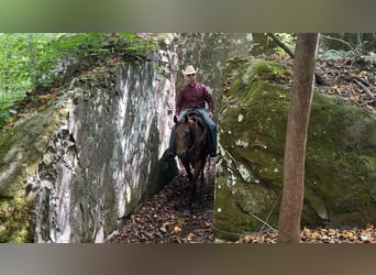 American Quarter Horse, Giumenta, 8 Anni, 152 cm, Baio ciliegia