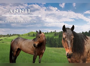 American Quarter Horse, Giumenta, 8 Anni, 152 cm, Baio roano