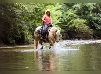 American Quarter Horse, Giumenta, 8 Anni, 152 cm, Cremello