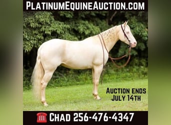 American Quarter Horse, Giumenta, 8 Anni, 152 cm, Cremello