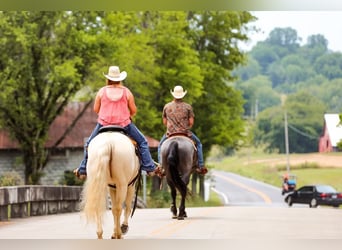 American Quarter Horse, Giumenta, 8 Anni, 152 cm, Cremello