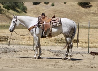 American Quarter Horse, Giumenta, 8 Anni, 152 cm, Grigio
