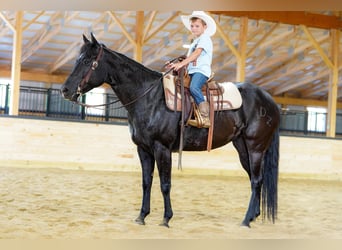 American Quarter Horse, Giumenta, 8 Anni, 152 cm, Morello