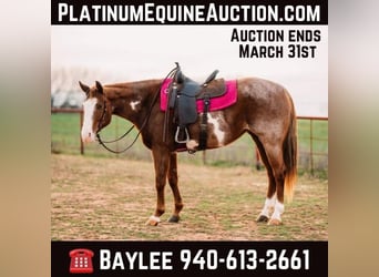 American Quarter Horse, Giumenta, 8 Anni, 152 cm, Overo-tutti i colori