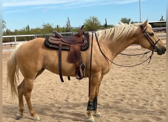 American Quarter Horse, Giumenta, 8 Anni, 152 cm, Palomino