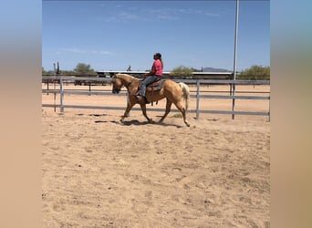 American Quarter Horse, Giumenta, 8 Anni, 152 cm, Palomino