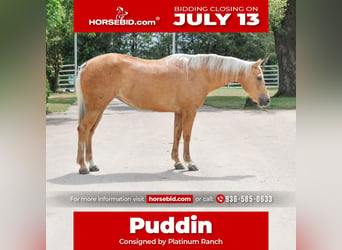 American Quarter Horse, Giumenta, 8 Anni, 152 cm, Palomino