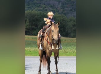 American Quarter Horse, Giumenta, 8 Anni, 152 cm, Pelle di daino