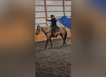 American Quarter Horse, Giumenta, 8 Anni, 152 cm, Pelle di daino