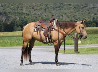 American Quarter Horse, Giumenta, 8 Anni, 152 cm, Pelle di daino