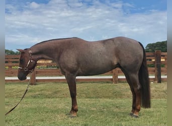 American Quarter Horse, Giumenta, 8 Anni, 152 cm, Roano rosso