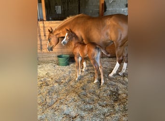 American Quarter Horse, Giumenta, 8 Anni, 152 cm, Sauro