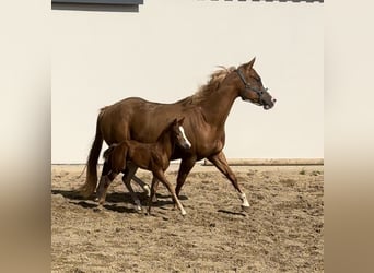 American Quarter Horse, Giumenta, 8 Anni, 152 cm, Sauro