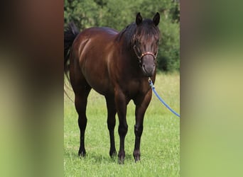 American Quarter Horse, Giumenta, 8 Anni, 153 cm, Morello