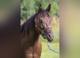 American Quarter Horse, Giumenta, 8 Anni, 153 cm, Morello