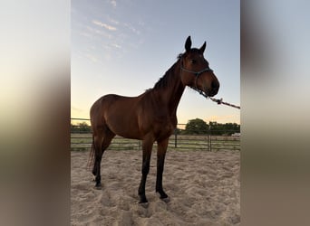 American Quarter Horse, Giumenta, 8 Anni, 155 cm, Baio ciliegia