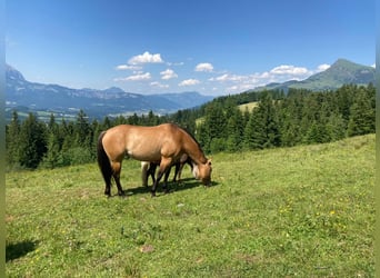 American Quarter Horse, Giumenta, 8 Anni, 155 cm