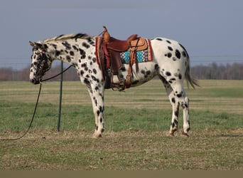 American Quarter Horse, Giumenta, 8 Anni, 155 cm, Leopard