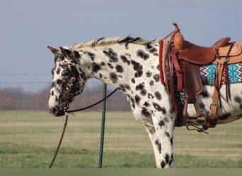 American Quarter Horse, Giumenta, 8 Anni, 155 cm, Leopard