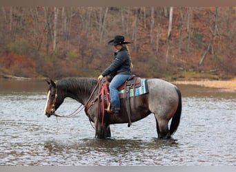 American Quarter Horse, Giumenta, 8 Anni, 155 cm, Roano blu