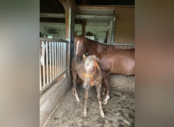 American Quarter Horse, Giumenta, 8 Anni, 155 cm, Sauro scuro