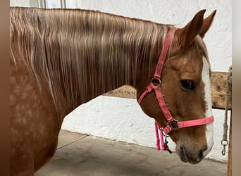 American Quarter Horse, Giumenta, 8 Anni, 156 cm, Palomino