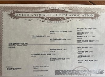 American Quarter Horse, Giumenta, 8 Anni, 156 cm, Palomino