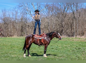 American Quarter Horse, Giumenta, 8 Anni, 157 cm, Baio ciliegia