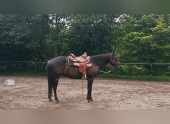 American Quarter Horse, Giumenta, 8 Anni, 157 cm, Morello