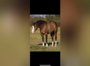 American Quarter Horse, Giumenta, 8 Anni, 157 cm, Pelle di daino