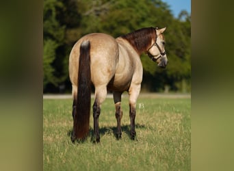 American Quarter Horse, Giumenta, 8 Anni, 157 cm, Pelle di daino