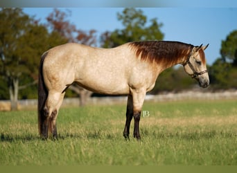 American Quarter Horse, Giumenta, 8 Anni, 157 cm, Pelle di daino