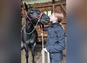 American Quarter Horse, Giumenta, 8 Anni, 158 cm, Morello