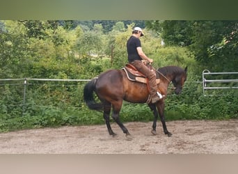 American Quarter Horse, Giumenta, 8 Anni, 158 cm, Morello
