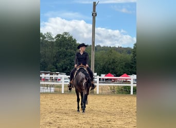 American Quarter Horse, Giumenta, 8 Anni, 159 cm, Baio