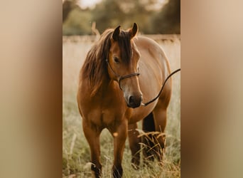 American Quarter Horse Mix, Giumenta, 8 Anni, 160 cm