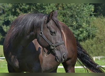 American Quarter Horse, Giumenta, 8 Anni, 160 cm, Morello