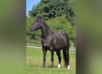 American Quarter Horse, Giumenta, 8 Anni, 160 cm, Morello