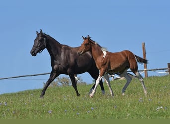 American Quarter Horse, Giumenta, 8 Anni, 160 cm, Morello