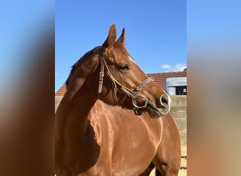 American Quarter Horse, Giumenta, 8 Anni, 162 cm, Sauro