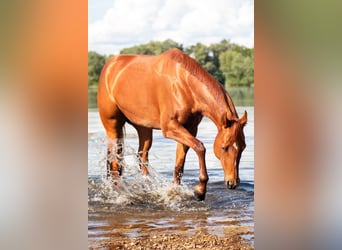 American Quarter Horse, Giumenta, 8 Anni, 162 cm, Sauro