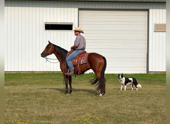 American Quarter Horse, Giumenta, 8 Anni, Baio ciliegia